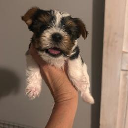 Scooby - Parti male Yorkshire Terrier puppy in Hot Springs, Arkansas from Weslynn Kennels