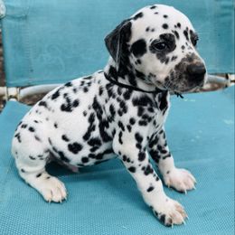Black (HUA) - White and black male Dalmatian puppy in Westhoff, Texas from Smart Dalmatians