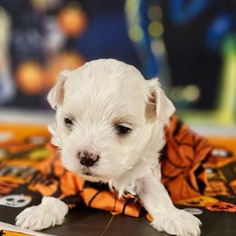 Geronimo black 2 - White and buff male Bichon Frise puppy in Lavon, Texas from Sissy’s Heavenly Paws