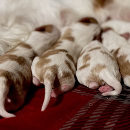 Cavalier King Charles Spaniel and Poodle Puppies from Callaway's Cavaliers