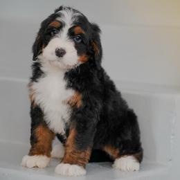 Aspen - Tri-color female Bernedoodle puppy in Dundee, Ohio from Down Home Doodle