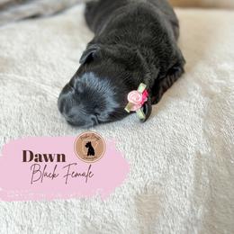 Dawn - Yellow girl - Black female Miniature Schnauzer puppy in Moro, Arkansas from Barkin’ Beauty Schnauzers