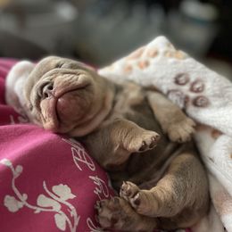 Bulldog Puppies from Bougie Bullies & Birds LLC