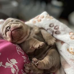 Bulldog Puppies from Bougie Bullies & Birds LLC