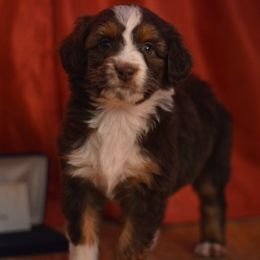 Aussiedoodle and Shichon Puppies from PTK Ranch