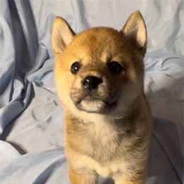 TOSHIKO - Red female Shiba Inu puppy in Derby, Kansas from Heart’s Desire Shiba Inus