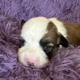 Pistachio (Quincy) - Sable male Pembroke Welsh Corgi puppy in Lima, New York from Hickory Springs Corgis
