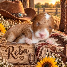 Reba - Red  female Goldendoodle puppy in Ozark, Missouri from Halo Doodles