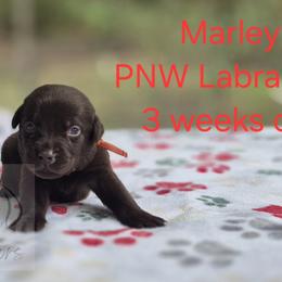 Marley - Chocolate male Labrador Retriever puppy in Rogue River, Oregon from PNW Labradors