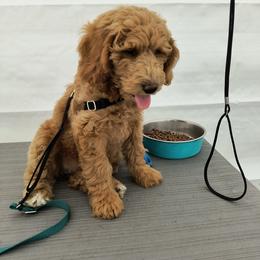 Australian Cobberdog Puppies from Lively Acres Cobberdogs