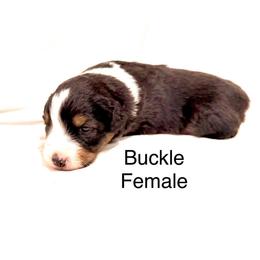 Buckle - Black tri-color female Australian Shepherd puppy in Vernal, Utah from Dancing M Kennels