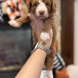 Candy Apple - Red  female Goldendoodle puppy in Nacogdoches, Texas from Designer Doodles