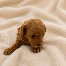 Tillie - Red  female Goldendoodle puppy in Sacramento, California from Little legacy doodles
