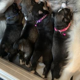 Siberian Husky Puppies from TRUHUSKY SIBERIANS