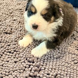 Phil (Purple) - Black tri-color male Australian Shepherd puppy in Ashland, Ohio from SS Australian Shepherds