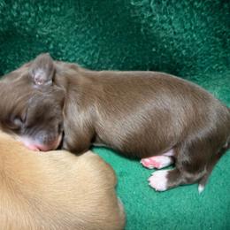 Lacey - Chocolate female Dachshund puppy in Alva, Florida from Salty C's Dachshunds
