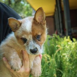 -Boy 1 - Red speckled male Australian Cattle Dog puppy in Kaufman, Texas from Emberwick Ranch