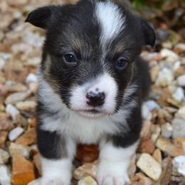 Checkers - Black and tan male American Corgi puppy in Midway, Arkansas from Wildlings & Wild Things Homestead