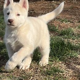 Mustadio - Sable and white male Siberian Husky puppy in Bangs, Texas from Final Siberians