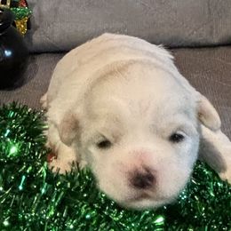 Boy 1 - White Coton de Tulear puppy in St Johns, Michigan from Centennial Farms Cotons