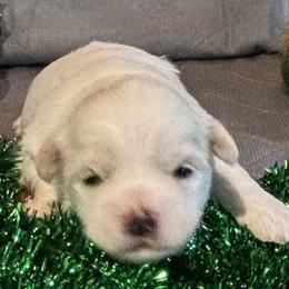 Boy 1 - White Coton de Tulear puppy in St Johns, Michigan from Centennial Farms Cotons