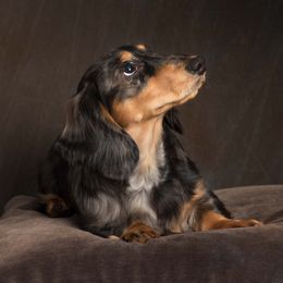 Dachshund Puppies from Wildwynn Dachshunds