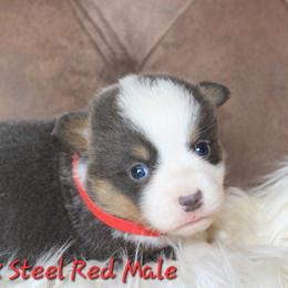 Red collar male - Blue male Pembroke Welsh Corgi puppy in Wayne City, Illinois from Lash Livestock & Corgis