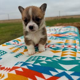 Hope - Red female Pembroke Welsh Corgi puppy in Walsh, Colorado from Wilson Ranch Corgis