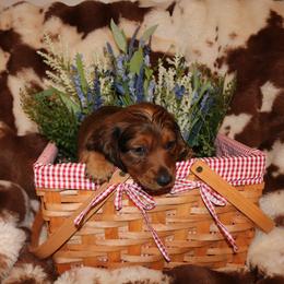 Dachshund Puppies from The Mini Weenies