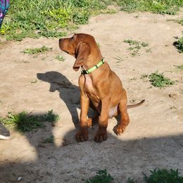 Redbone Coonhound Puppies from Low Mountain Red Bones