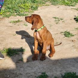 Redbone Coonhound Puppies from Low Mountain Red Bones