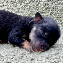 Woolma - Black and tan female Havanese puppy in Hendersonville, North Carolina from Kim's Cove Dog Co.