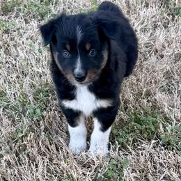 Mitch - Black tri-color male Australian Shepherd puppy in Mount Vernon, Texas from RJ's Aussie Posse