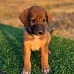 4D Ready To Riot (Black) - Red fawn male Anatolian Shepherd Dog puppy in Spokane, Washington from 4D Cattle Dogs