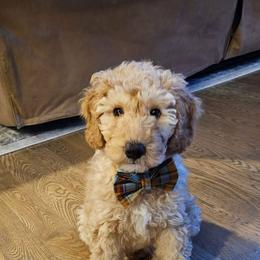 Goldendoodle Puppies from Mini Island Doodles