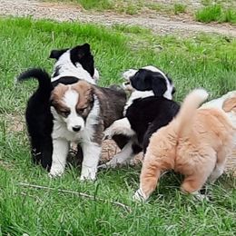 English Shepherd Puppies from Tranquil Morning Farm