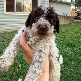 Boy 3 - Orange male Lagotto Romagnolo puppy in Ashland, Ohio from SS Australian Shepherds