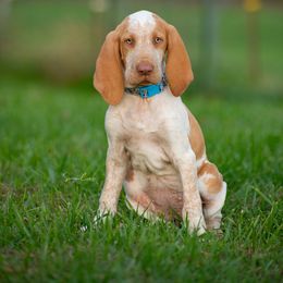 Bracco Italiano, German Shorthaired Pointer, and Vizsla Puppies from Nosam Kennels