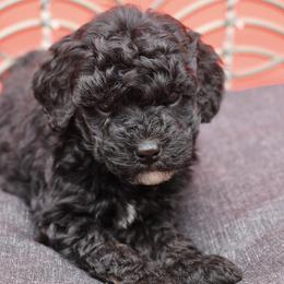 Yellow collar - Black female Poodle puppy in Edmond, Oklahoma from The Redbud Roost