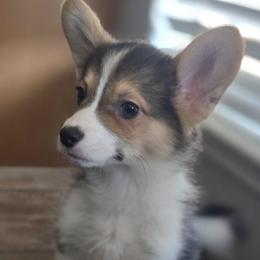 Knight - White and black male Pembroke Welsh Corgi puppy in Tomball, Texas from Larsen Loved Corgis