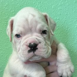 Boxer Puppies from Von Royal Dell’Infinite