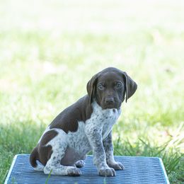 German Shorthaired Pointer and Vizsla Puppies from Nosam Kennels