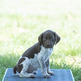 German Shorthaired Pointer and Vizsla Puppies from Nosam Kennels