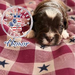Honor - Liver male Miniature Schnauzer puppy in Dorr, Michigan from Enchanted Paws