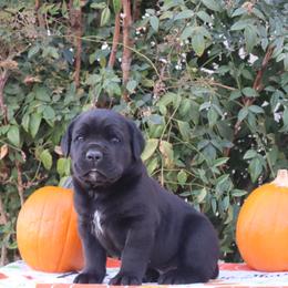 Black male - Black male Cane Corso puppy in Caliente, California from Rafter Cross 7