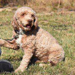 Zander - Cockapoo