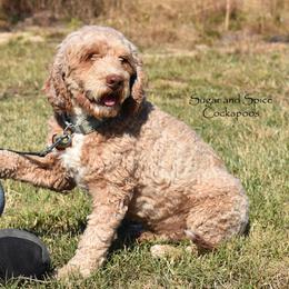 Zander - Cockapoo