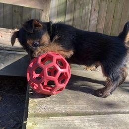 Australian Terrier Puppies from Firewalker Australian Terriers