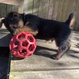 Australian Terrier Puppies from Firewalker Australian Terriers