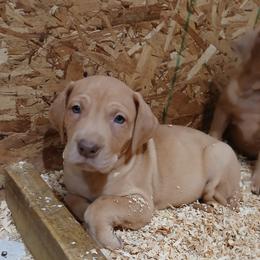 Rosie - Chocolate female Great Dane puppy in Marshall, Michigan from Dream K9